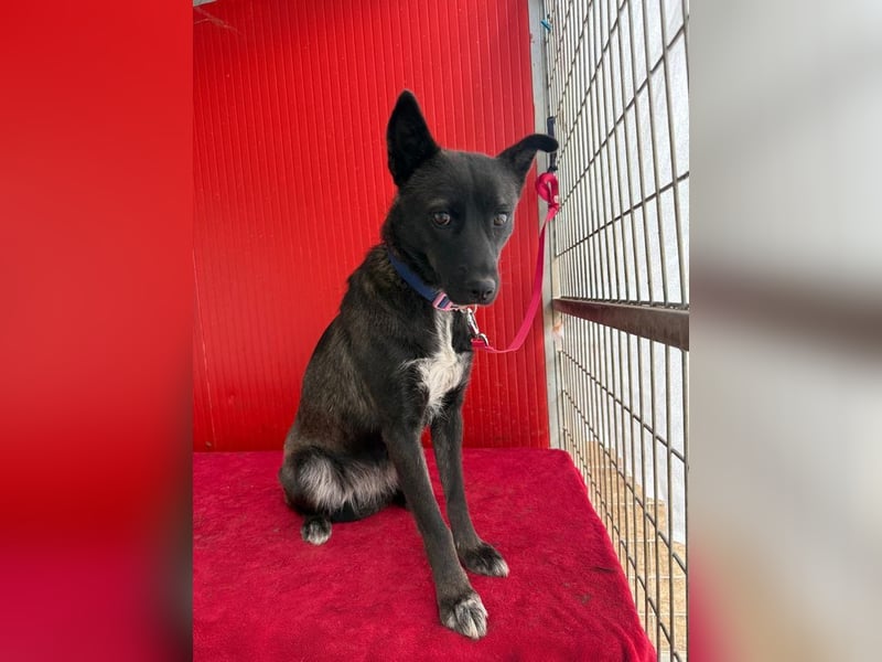 Lola, Schäferhund-Mix, Hündin, geb. am 17.09.2024, 45 cm, 15 kg Lola, Schäferhund-Mix, Hündin, geb. am 17.09.2024, 45 cm, 15 kg
