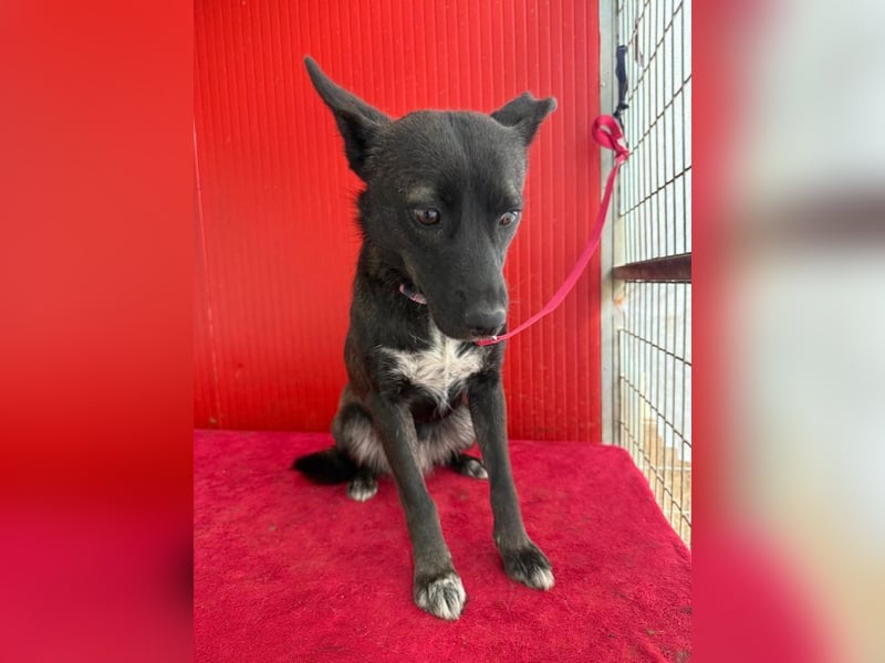 Lola, Schäferhund-Mix, Hündin, geb. am 17.09.2024, 45 cm, 15 kg Lola, Schäferhund-Mix, Hündin, geb. am 17.09.2024, 45 cm, 15 kg