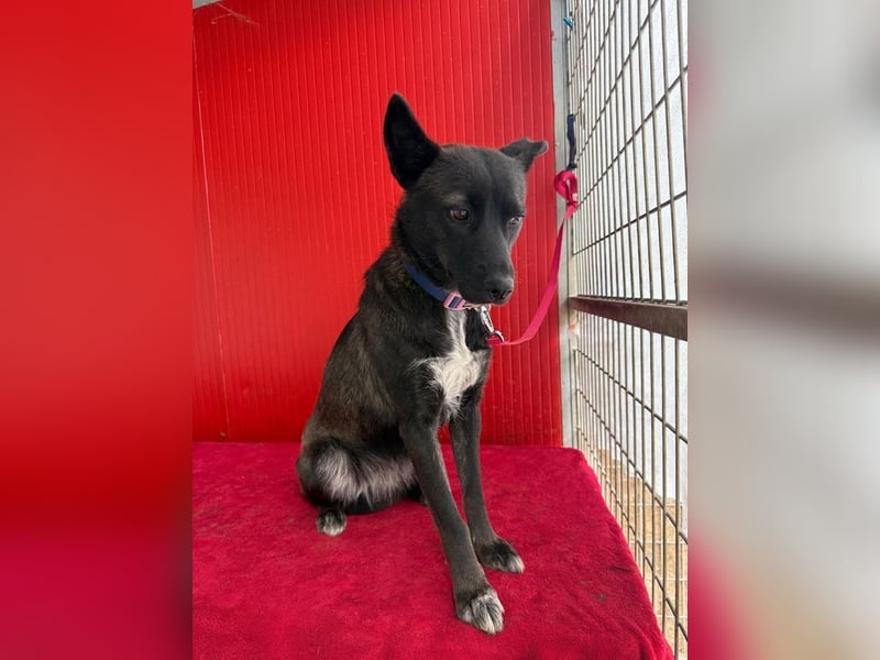 Lola, Schäferhund-Mix, Hündin, geb. am 17.09.2024, 45 cm, 15 kg Lola, Schäferhund-Mix, Hündin, geb. am 17.09.2024, 45 cm, 15 kg