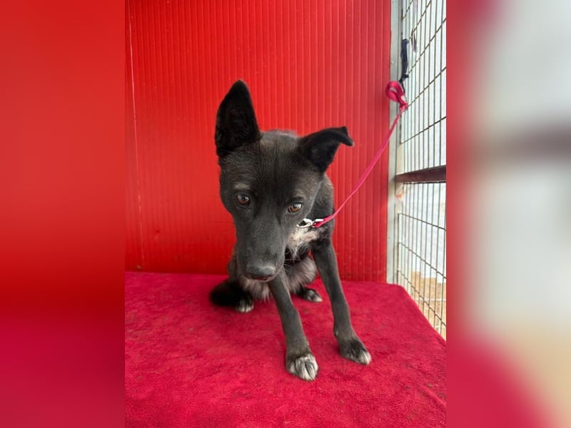 Lola, Schäferhund-Mix, Hündin, geb. am 17.09.2024, 45 cm, 15 kg Lola, Schäferhund-Mix, Hündin, geb. am 17.09.2024, 45 cm, 15 kg