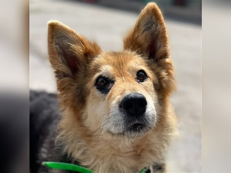 Die arme  Hédi hat ein ganz besonders trauriges Schicksal !