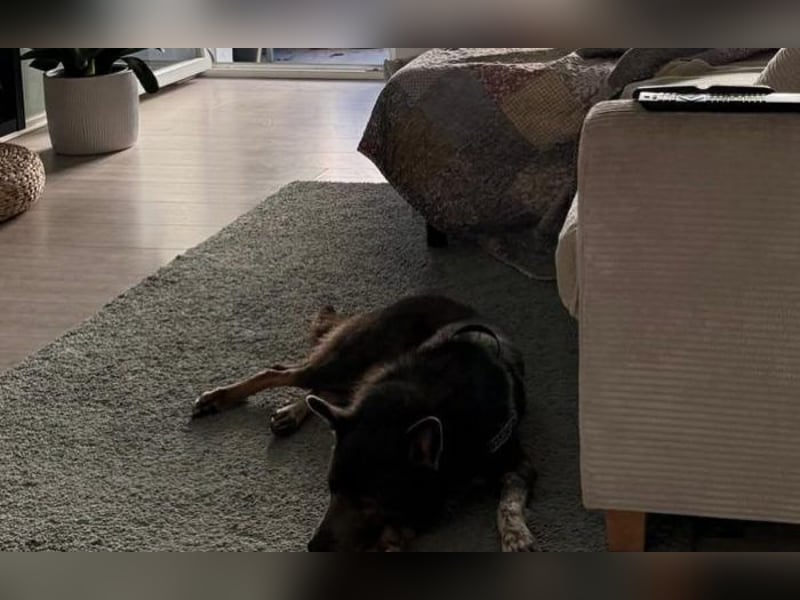 liebevoller Schäferhund- Mix Jack