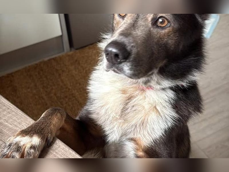 liebevoller Schäferhund- Mix Jack