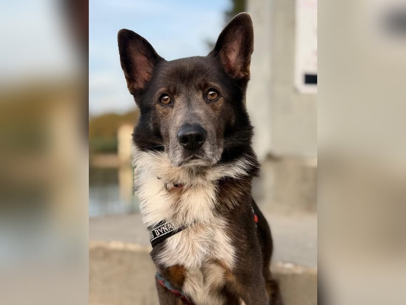 liebevoller Schäferhund- Mix Jack