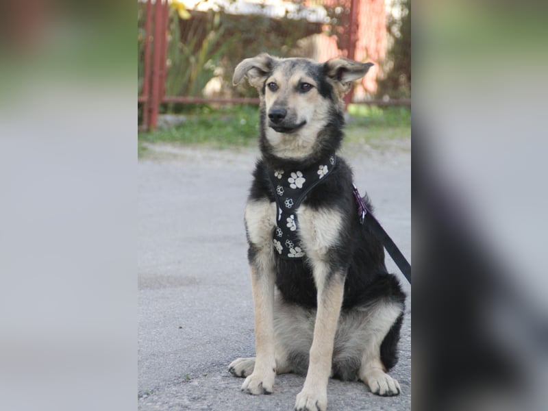 Schäferhund Mix Meggi