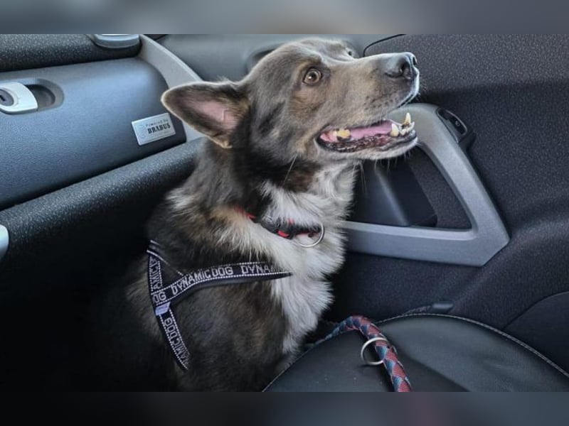 liebevoller Schäferhund- Mix Jack