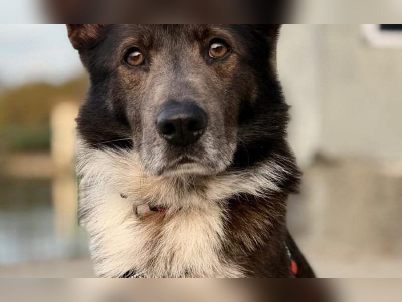 liebevoller Schäferhund- Mix Jack