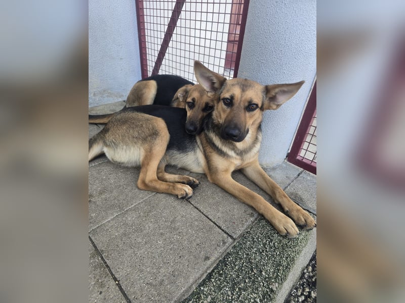 Bist du bereit, Kiaras Herz zu gewinnen?