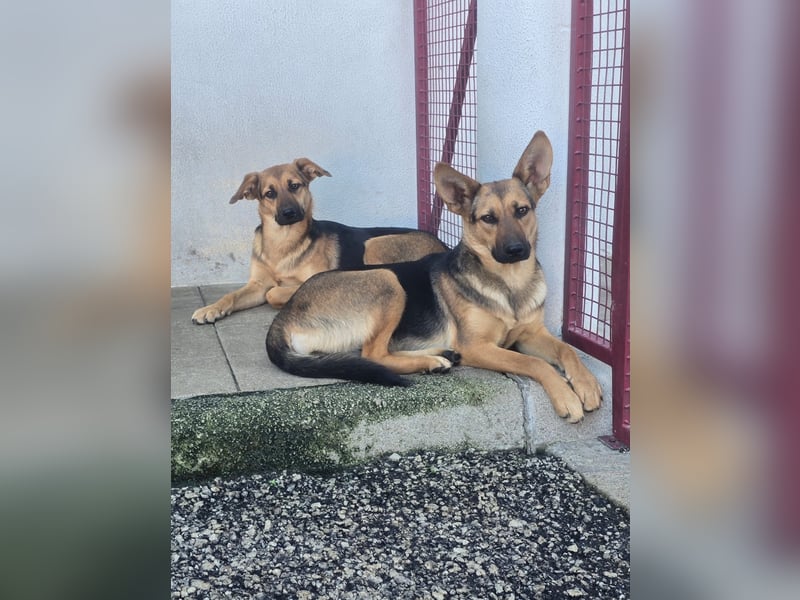 Möchtest du Kirah zeigen, wie schön ein richtiges Zuhause sein kann?