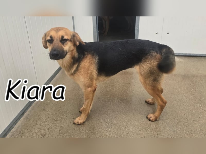 Bist du bereit, Kiaras Herz zu gewinnen?