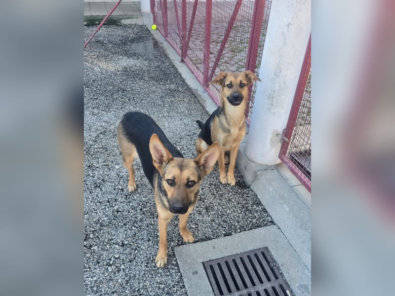 Bist du bereit, Kiaras Herz zu gewinnen?