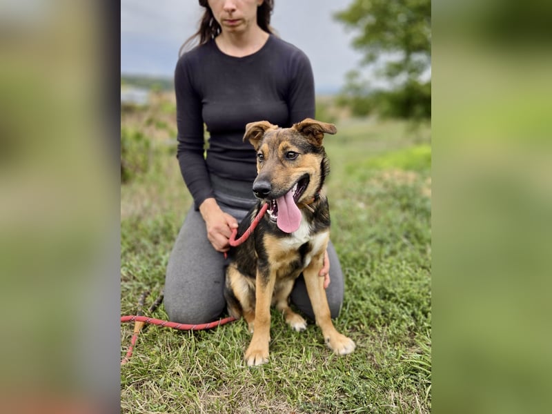 Liebenswerter Schäfi Mix Hundejunge, 6Mon.,, rundum verträglich