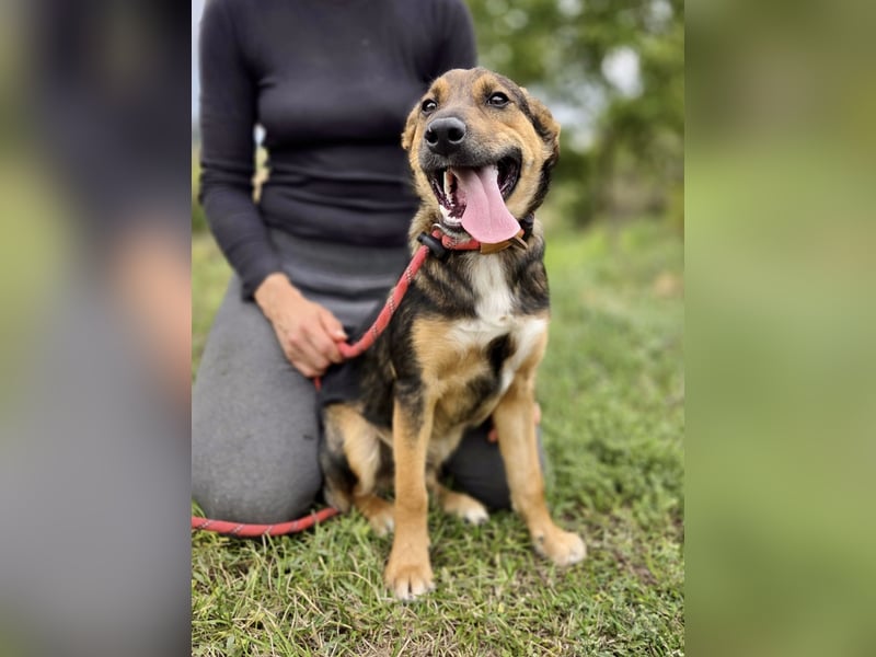 Liebenswerter Schäfi Mix Hundejunge, 6Mon.,, rundum verträglich