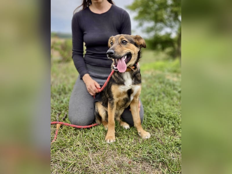 Liebenswerter Schäfi Mix Hundejunge, 6Mon.,, rundum verträglich