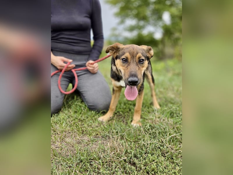 Liebenswerter Schäfi Mix Hundejunge, 6Mon.,, rundum verträglich