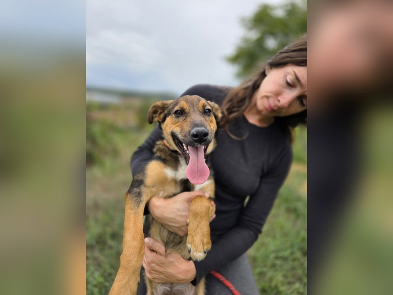Liebenswerter Schäfi Mix Hundejunge, 6Mon.,, rundum verträglich