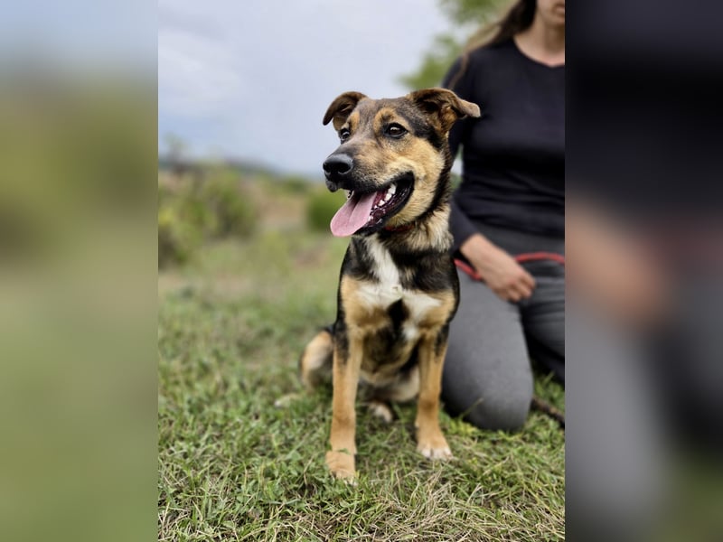 Liebenswerter Schäfi Mix Hundejunge, 6Mon.,, rundum verträglich