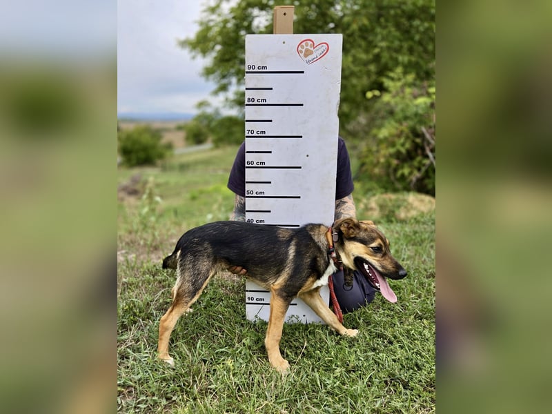 Liebenswerter Schäfi Mix Hundejunge, 6Mon.,, rundum verträglich