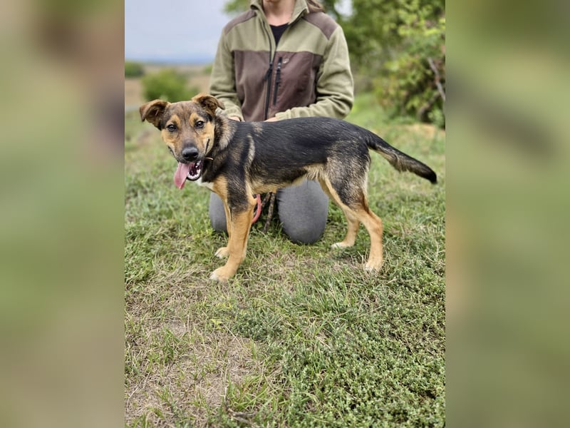 Liebenswerter Schäfi Mix Hundejunge, 6Mon.,, rundum verträglich