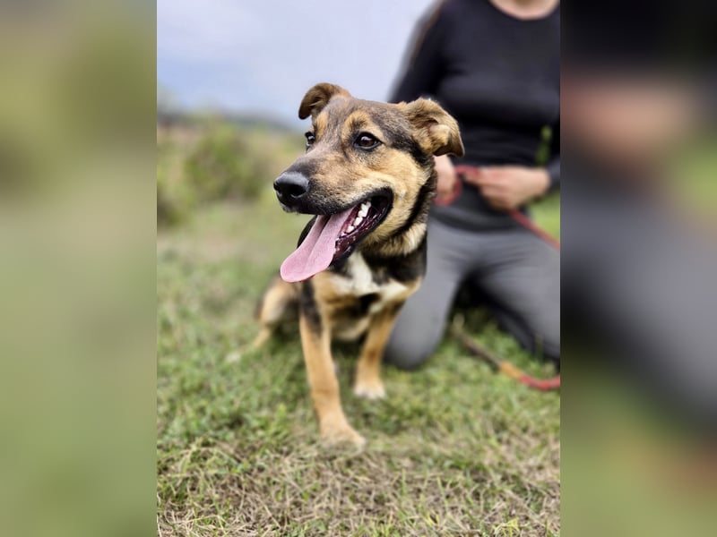 Liebenswerter Schäfi Mix Hundejunge, 6Mon.,, rundum verträglich