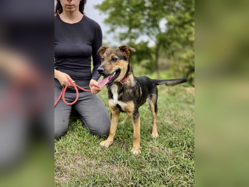 Liebenswerter Schäfi Mix Hundejunge, 6Mon.,, rundum verträglich