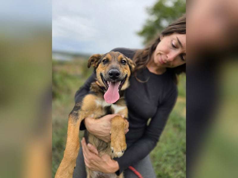 Liebenswerter Schäfi Mix Hundejunge, 6Mon.,, rundum verträglich