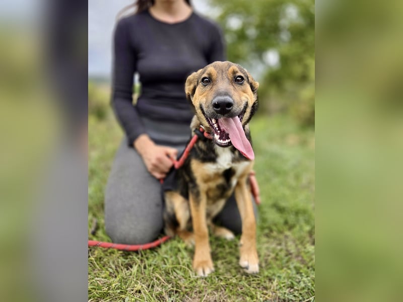 Liebenswerter Schäfi Mix Hundejunge, 6Mon.,, rundum verträglich