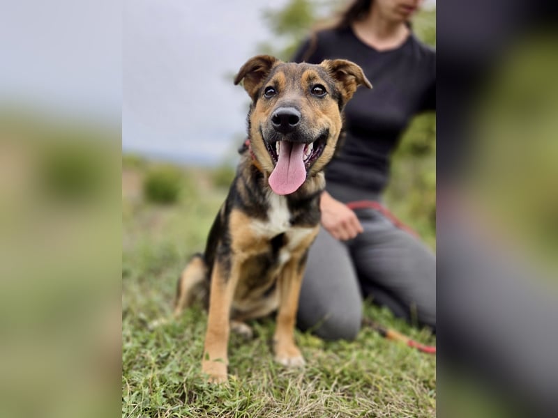 Liebenswerter Schäfi Mix Hundejunge, 6Mon.,, rundum verträglich