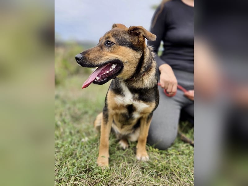 Liebenswerter Schäfi Mix Hundejunge, 6Mon.,, rundum verträglich