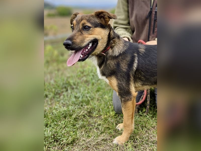 Liebenswerter Schäfi Mix Hundejunge, 6Mon.,, rundum verträglich