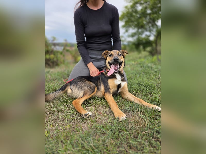 Liebenswerter Schäfi Mix Hundejunge, 6Mon.,, rundum verträglich