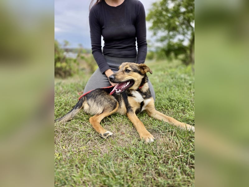 Liebenswerter Schäfi Mix Hundejunge, 6Mon.,, rundum verträglich