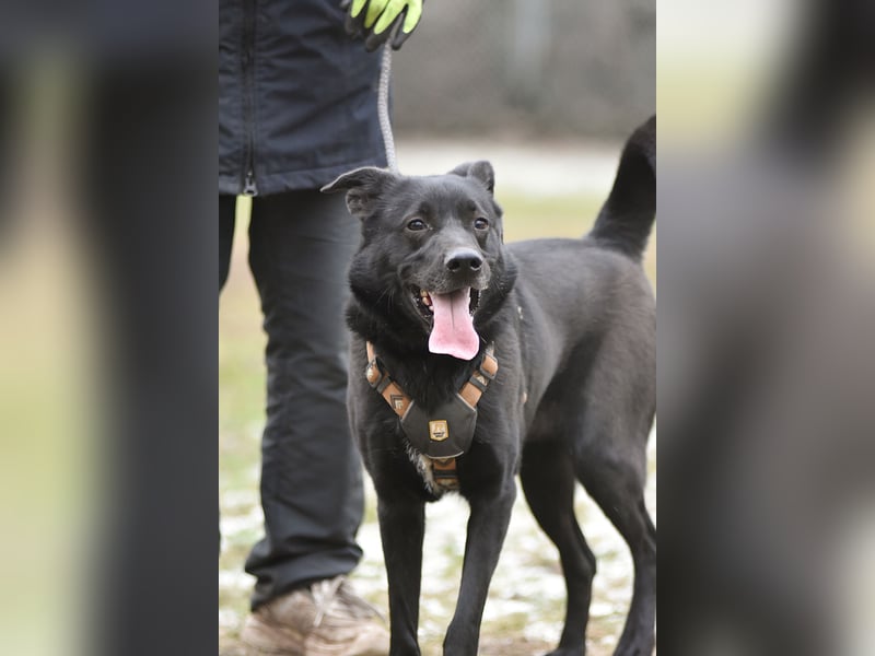 FIETE ist klug, freundlich und mutig!