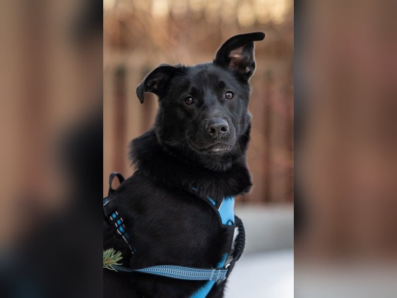 FIETE ist klug, freundlich und mutig!