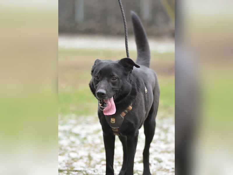 FIETE ist klug, freundlich und mutig!