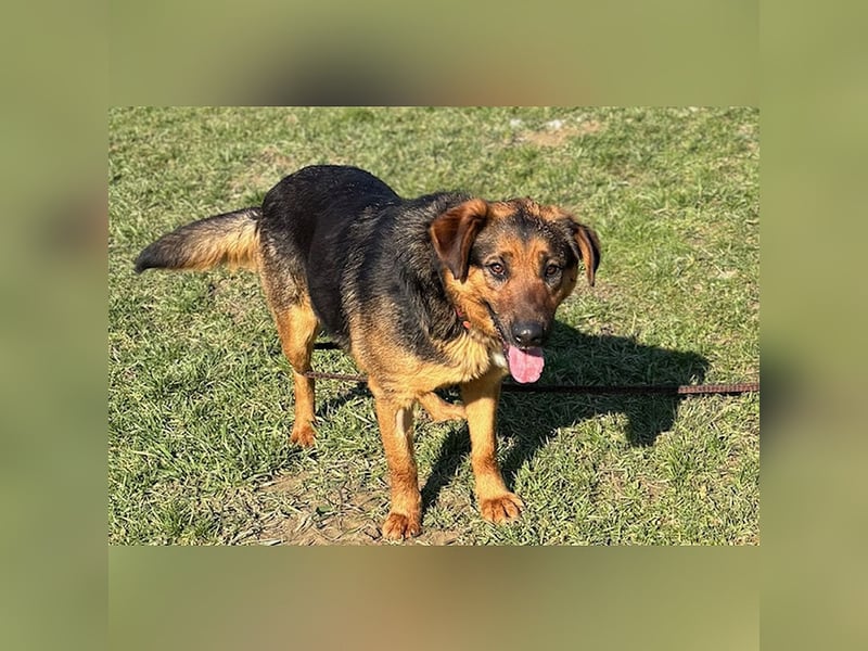 Liebes Mischlingsmädchen Zora sucht nette Familie