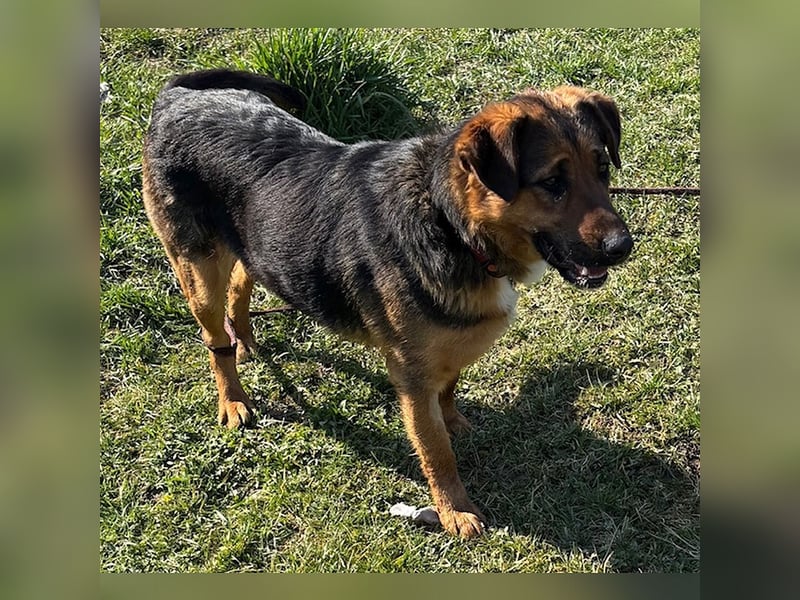 Liebes Mischlingsmädchen Zora sucht nette Familie