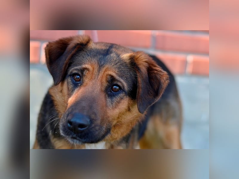 Liebes Mischlingsmädchen Zora sucht nette Familie