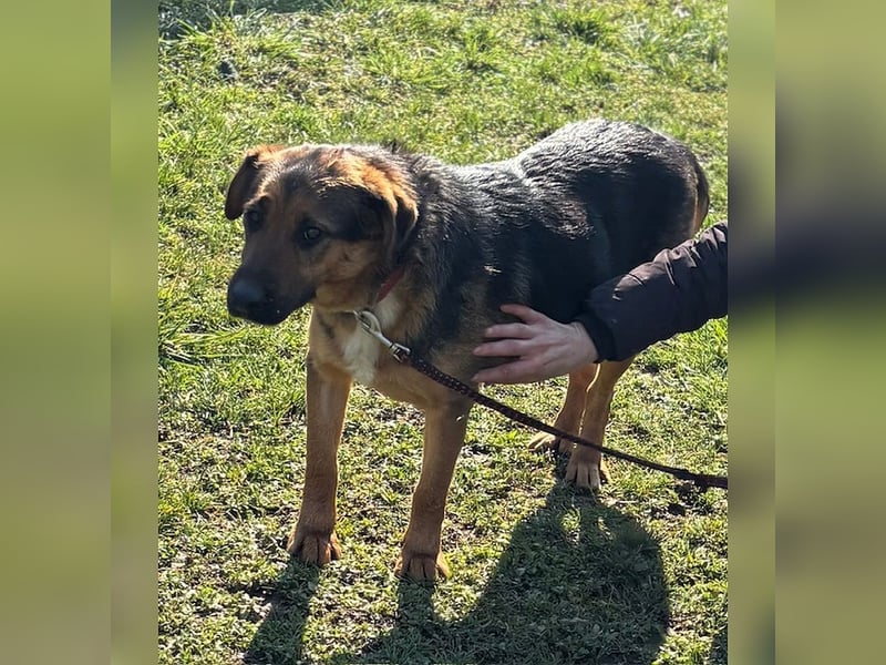 Liebes Mischlingsmädchen Zora sucht nette Familie