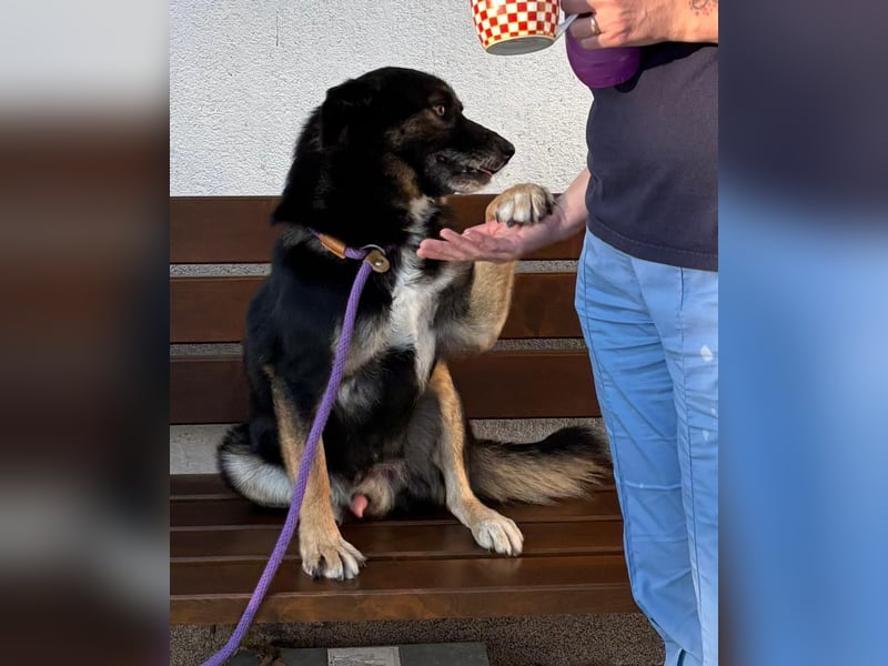 Gustav ist ein superlieber Schäferhundmischling