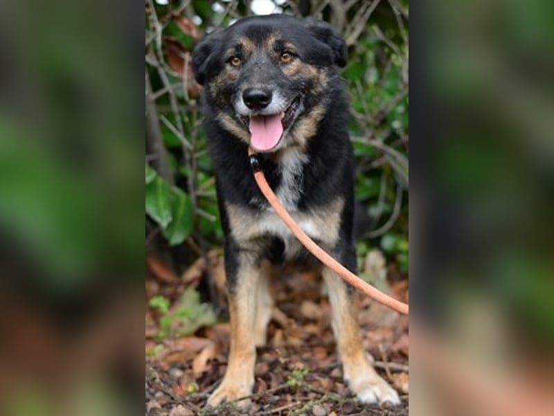 Gustav ist ein superlieber Schäferhundmischling