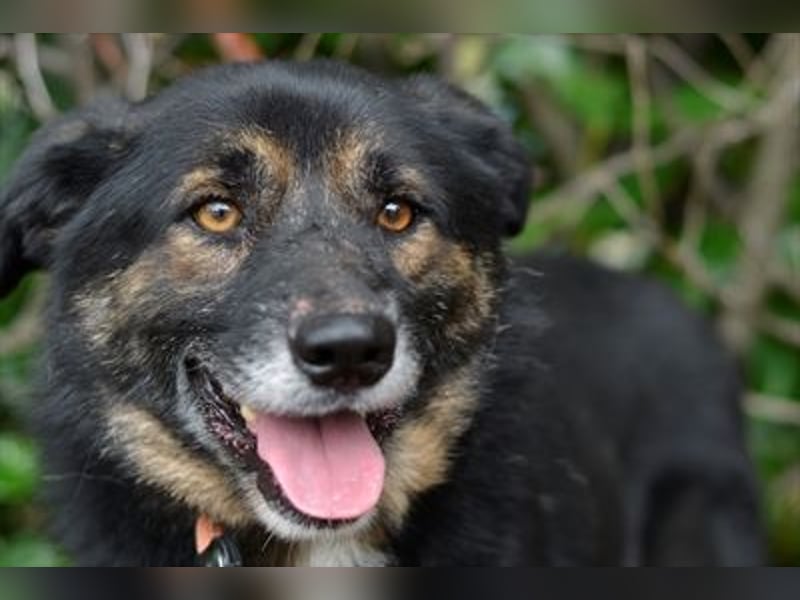 Gustav ist ein superlieber Schäferhundmischling