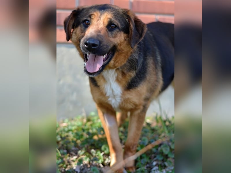 Liebes Mischlingsmädchen Zora sucht nette Familie