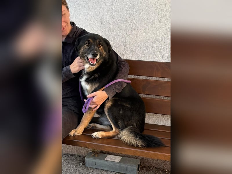 Gustav ist ein superlieber Schäferhundmischling