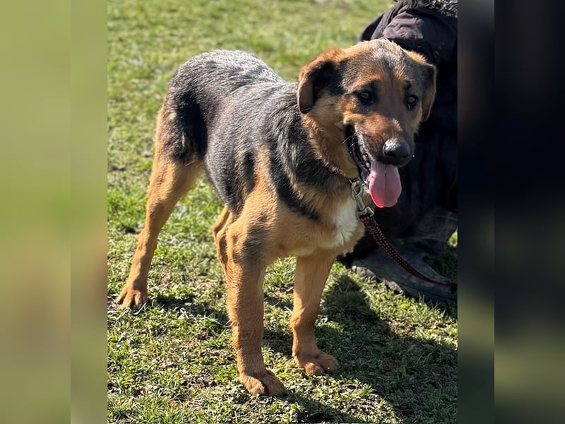 Liebes Mischlingsmädchen Zora sucht nette Familie