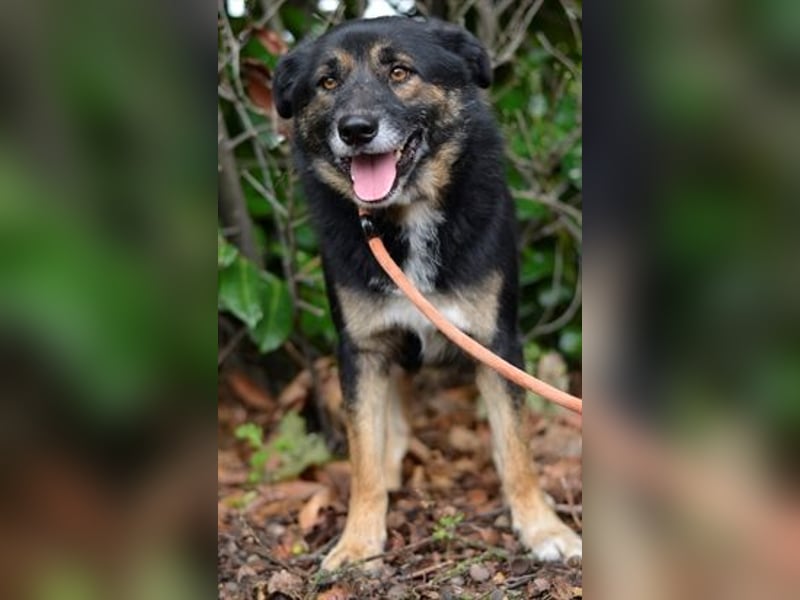 Gustav ist ein superlieber Schäferhundmischling