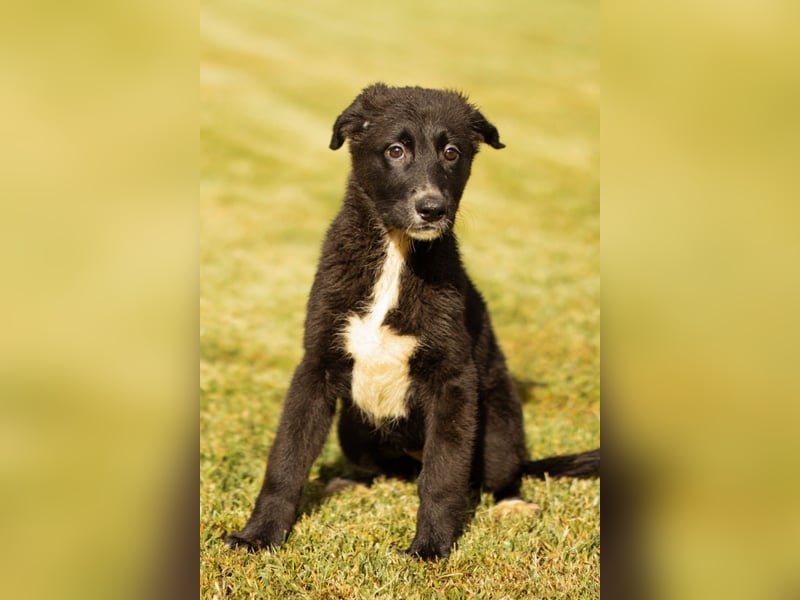 Taya ❤️ frohes, neugieriges Welpenmädl