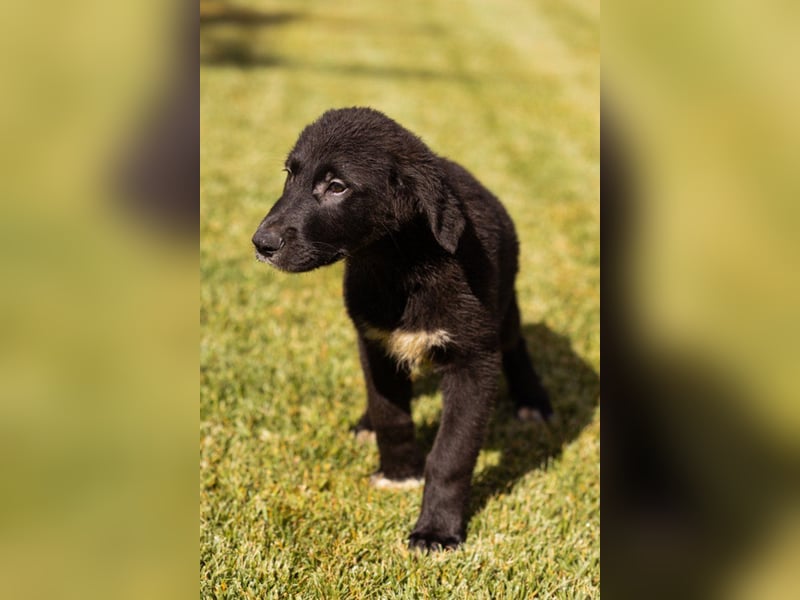 Welpe ♥Cosmo♥ kleiner charmanter Schäfi-Mix-Bub