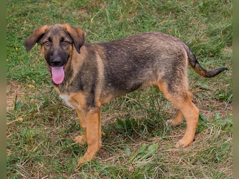 Schäfi-Mix GAUNER❤️tapsiger, verspielter Hundebub sucht seine Familie