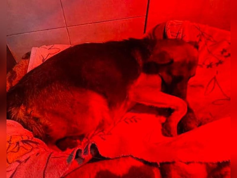 Bueno ❤️ zuckersüßer, junger Schäfi-Mix